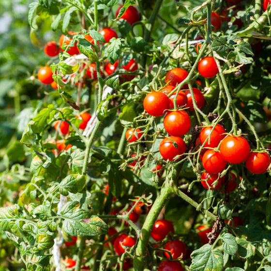 Tomato Garden