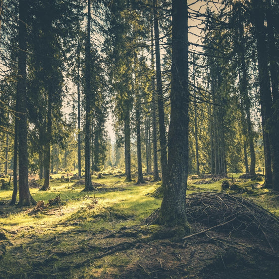 Camping in the forest